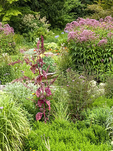 463019 - Red garden orache (Atriplex hortensis var. rubra) and sweet Joe-Pye weed (Eupatorium maculatum 'Glutball' syn. Eutrochium maculatum 'Glutball')