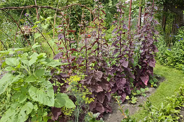 474133 - Red garden orache (Atriplex hortensis var. rubra) in a vegetable garden