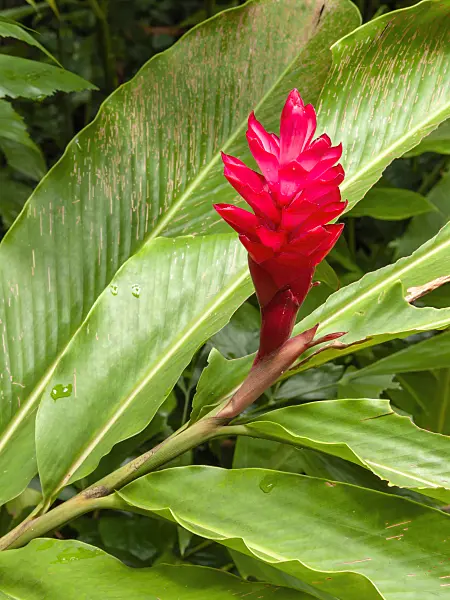 411151 - Red ginger (Alpinia purpurata)