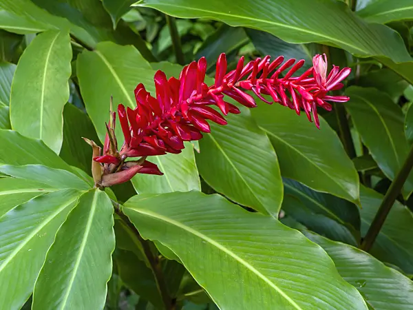 434099 - Red ginger (Alpinia purpurata)