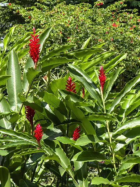 434420 - Red ginger (Alpinia purpurata)