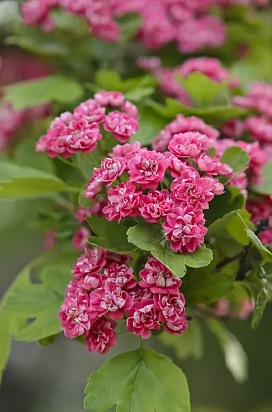 520209 - Red hawthorn (Crataegus laevigata 'Paul's Scarlett')