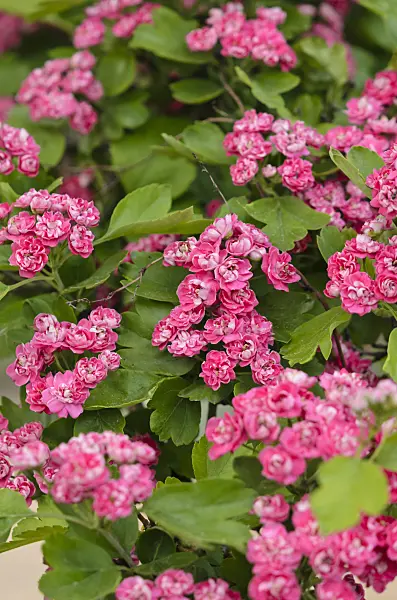 520210 - Red hawthorn (Crataegus laevigata 'Paul's Scarlett')