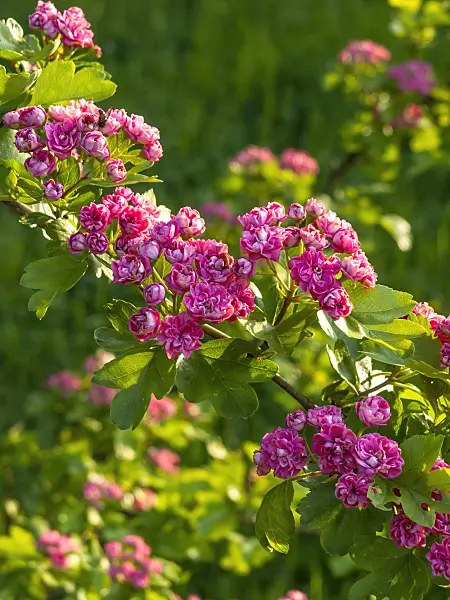 425060 - Red hawthorn (Crataegus laevigata 'Paulii')