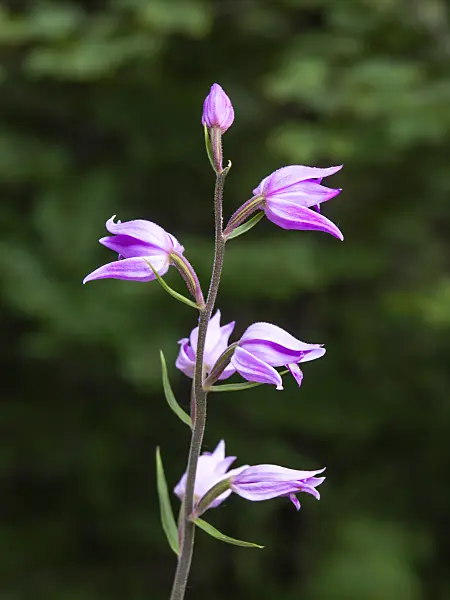439253 - Red helleborine (Cephalanthera rubra)