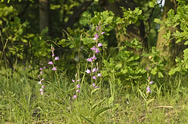 508541 - Red helleborine (Cephalanthera rubra)