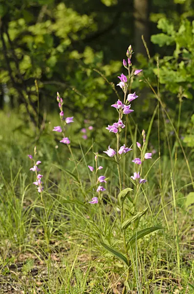 508542 - Red helleborine (Cephalanthera rubra)