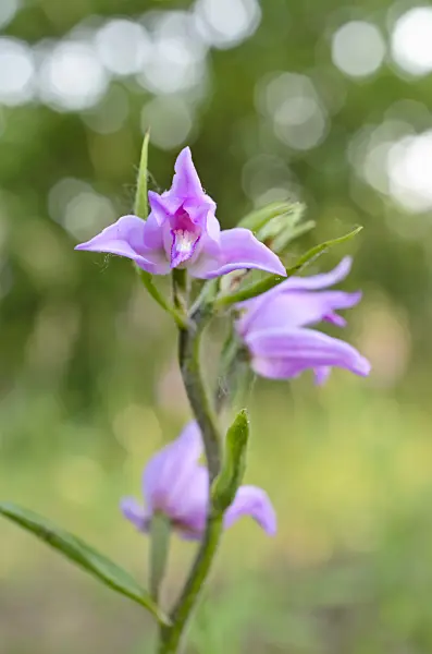 508543 - Red helleborine (Cephalanthera rubra)