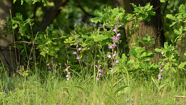508551 - Red helleborine (Cephalanthera rubra)
