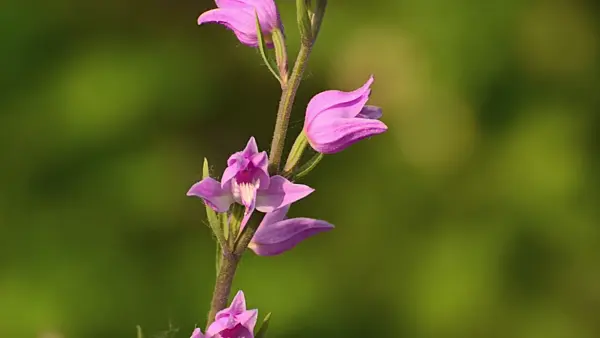 508553 - Red helleborine (Cephalanthera rubra)