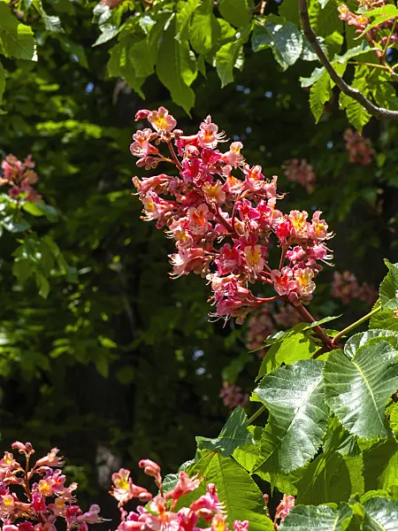 437265 - Red horse chestnut (Aesculus x carnea)