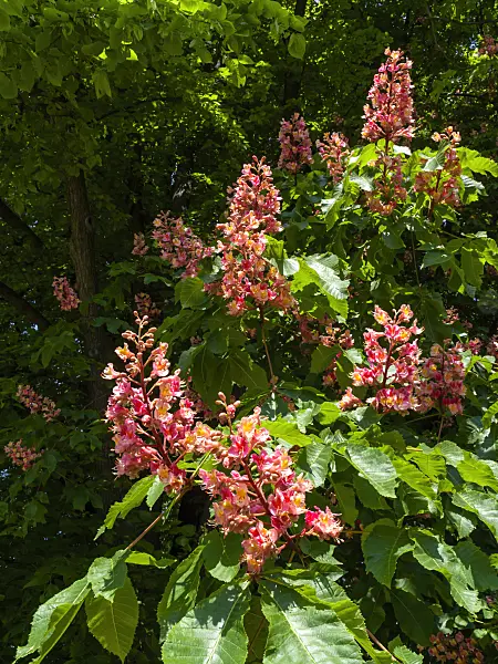 437266 - Red horse chestnut (Aesculus x carnea)