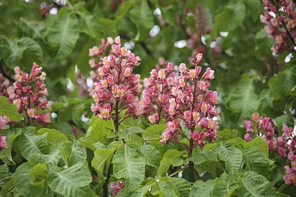535257 - Red horse chestnut (Aesculus x carnea 'Briotii')