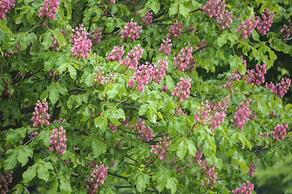 535258 - Red horse chestnut (Aesculus x carnea 'Briotii')