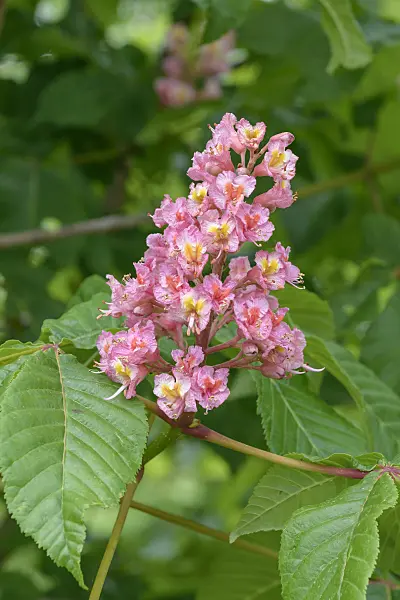 558033 - Red horse chestnut (Aesculus x carnea 'Briotii')