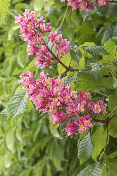 638027 - Red horse chestnut (Aesculus x carnea 'Briotii')