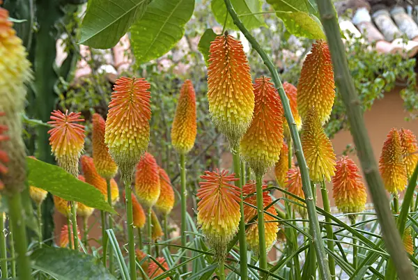517456 - Red hot poker (Kniphofia uvaria)