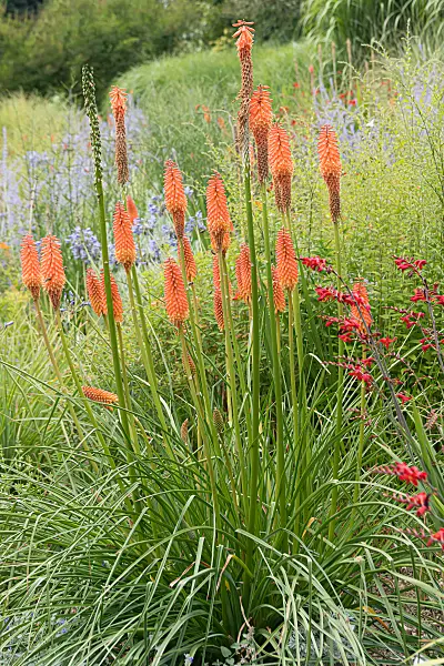 664218 - Red hot poker (Kniphofia uvaria 'Alcazar')