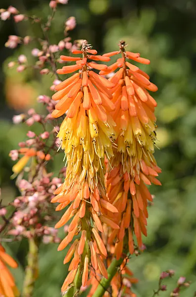 534402 - Red hot poker (Kniphofia uvaria 'Elveria')