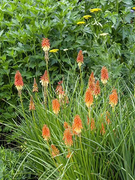 449027 - Red hot poker (Kniphofia uvaria 'Flamenco')