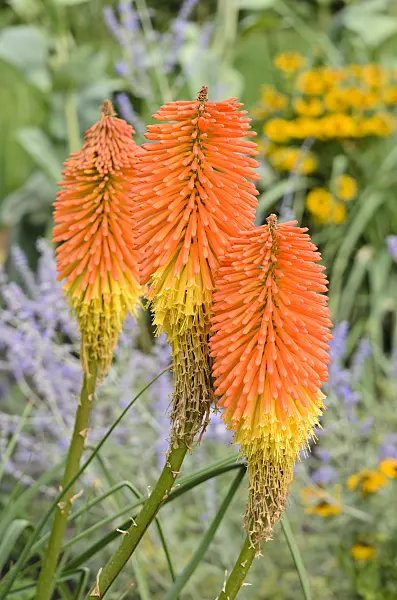 547040 - Red hot poker (Kniphofia uvaria 'Nobilis')