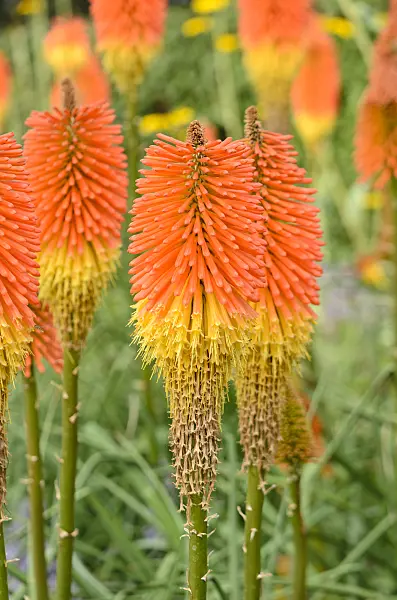 547041 - Red hot poker (Kniphofia uvaria 'Nobilis')