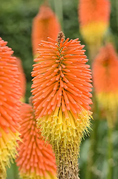 547042 - Red hot poker (Kniphofia uvaria 'Nobilis')