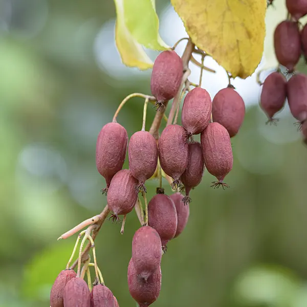 575008 - Red kiwi (Actinidia purpurea)
