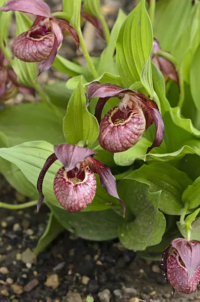 520240 - Red lady's slipper orchid (Cypripedium x ventricosum)