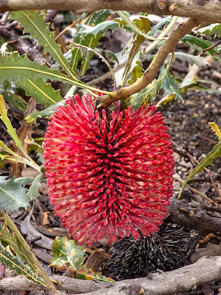 455291 - Red lantern banksia (Banksia caleyi)