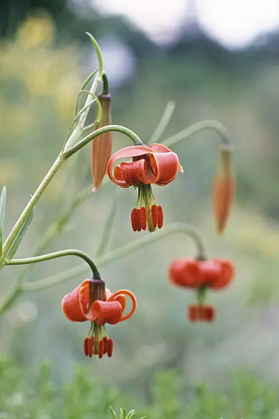 366019 - Red lily (Lilium pomponium)