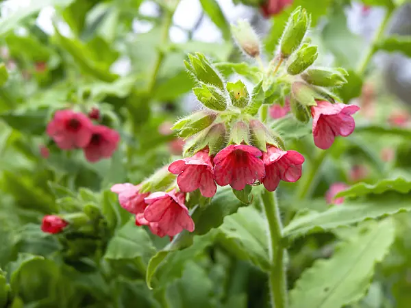 436228 - Red lungwort (Pulmonaria rubra)
