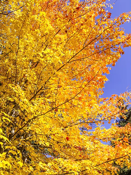 465145 - Red maple (Acer rubrum)