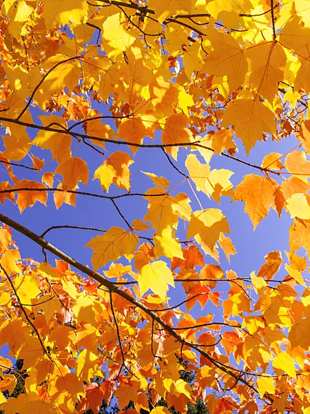 465146 - Red maple (Acer rubrum)