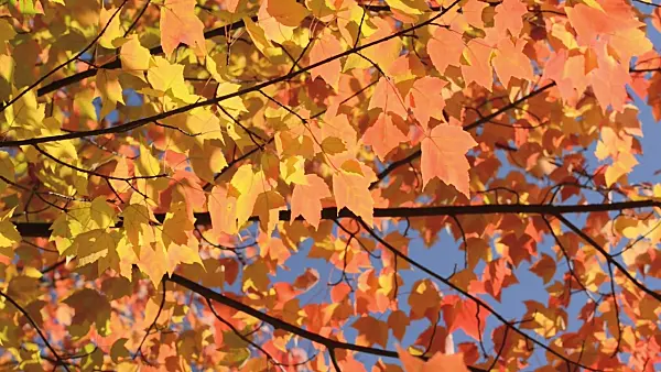 501069 - Red maple (Acer rubrum)