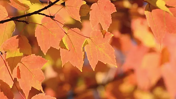 501070 - Red maple (Acer rubrum)