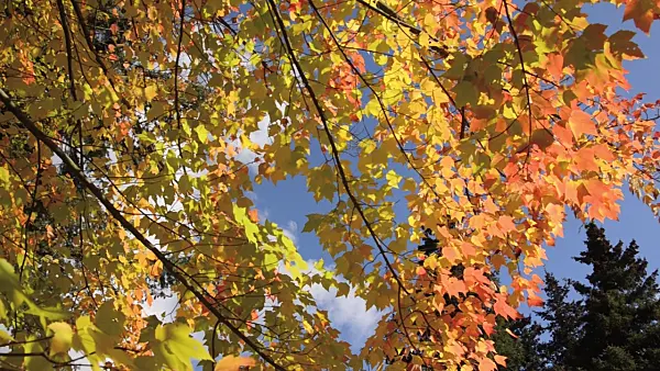 501071 - Red maple (Acer rubrum)