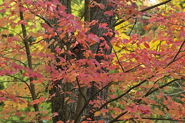 513084 - Red maple (Acer rubrum)