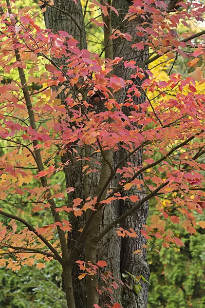 513085 - Red maple (Acer rubrum)