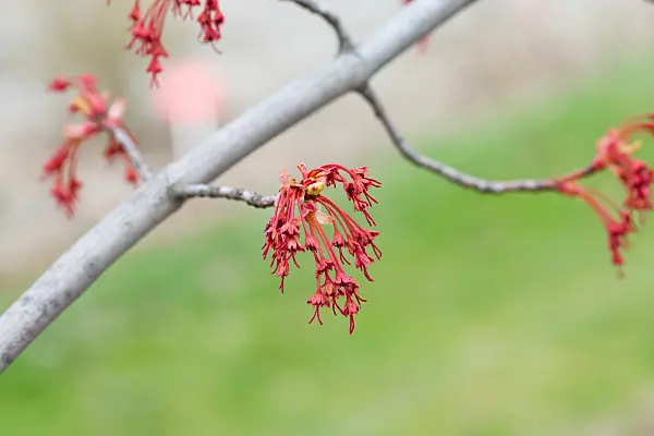 664019 - Red maple (Acer rubrum)
