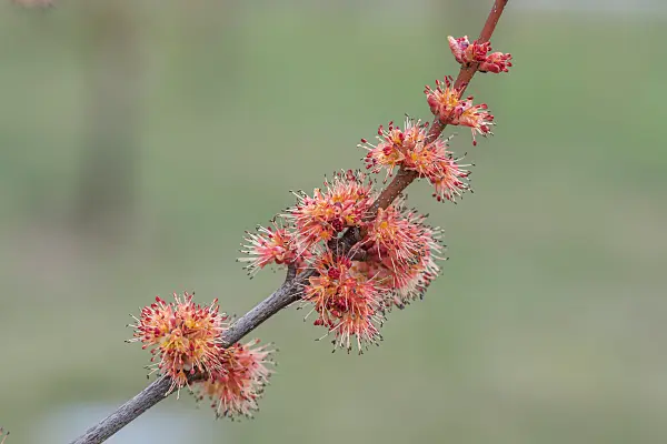 664013 - Red maple (Acer rubrum 'Brandywine')