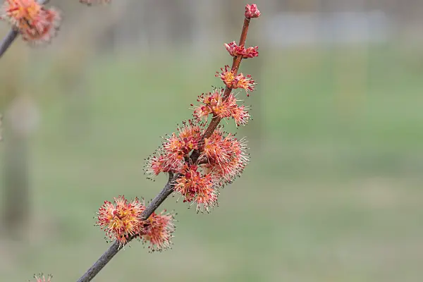 664014 - Red maple (Acer rubrum 'Brandywine')