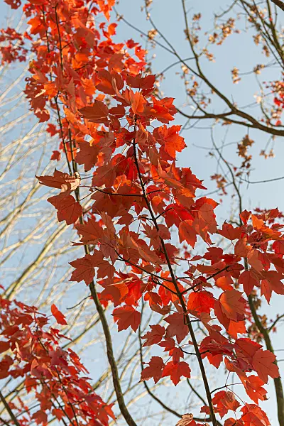 651023 - Red maple (Acer rubrum 'October Glory')