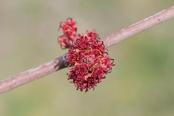 664020 - Red maple (Acer rubrum 'Redpointe')