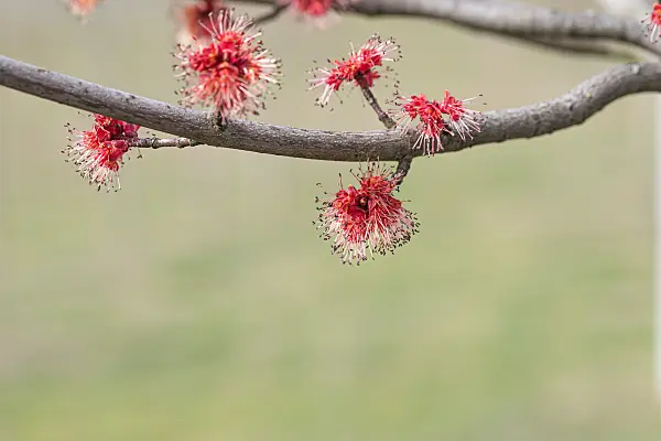 664015 - Red maple (Acer rubrum 'Somerset')