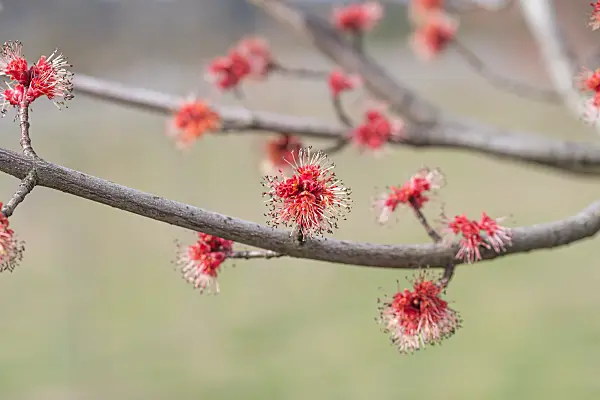 664016 - Red maple (Acer rubrum 'Somerset')