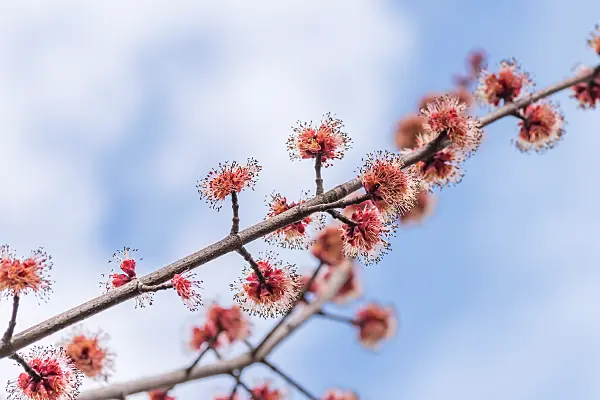 664017 - Red maple (Acer rubrum 'Somerset')