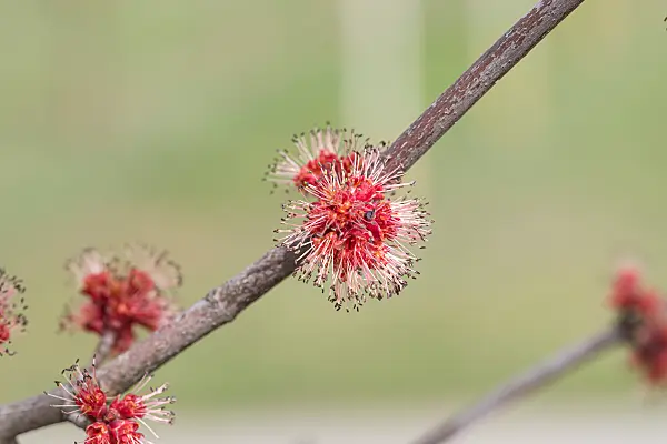 664018 - Red maple (Acer rubrum 'Somerset')