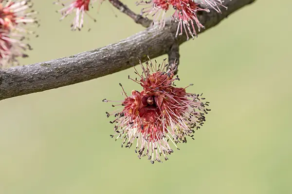 625117 - Red maple (Acer rubrum 'Somerset') with male flowers