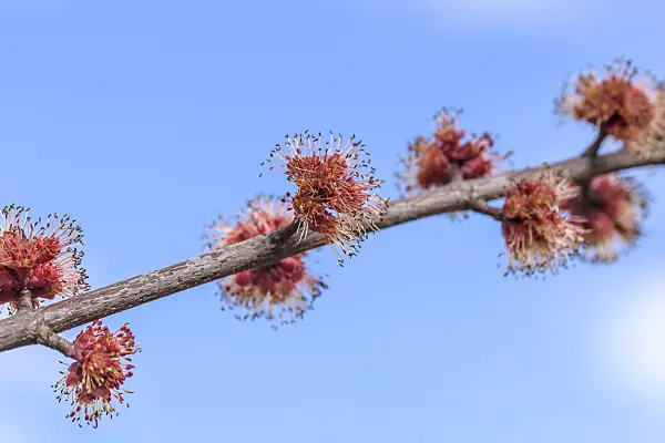 625118 - Red maple (Acer rubrum 'Somerset') with male flowers
